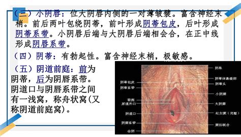 真人女生下面|解剖学/女性外生殖器